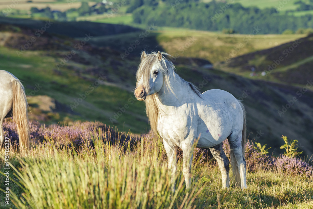 Obraz premium White Dartmoor Stallion on Upland Heathland in Summer