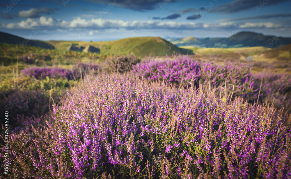 Blooming Heather at Scenic Moorland