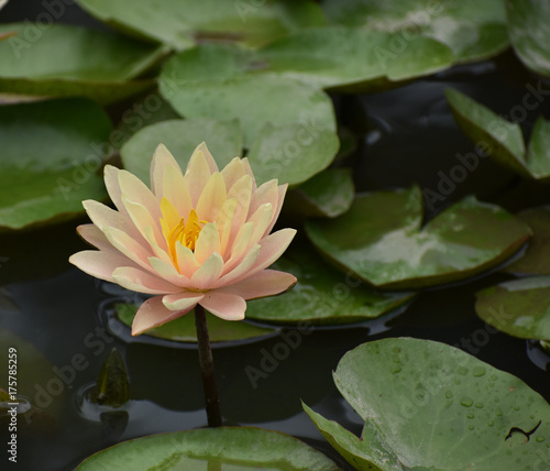 Pink Yellow Lotus Flower Emerging or Blooming