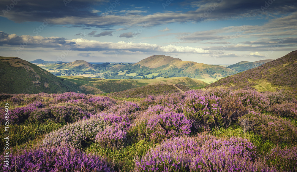 Naklejka premium Upland Heathland Landscape at Summer Bloom
