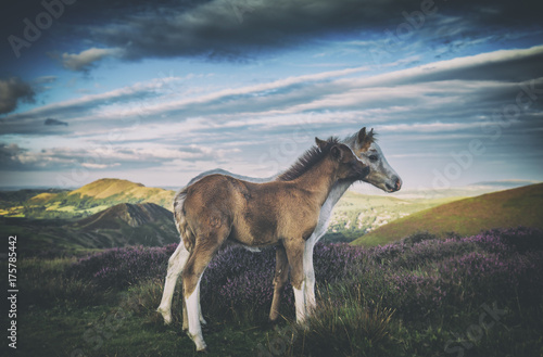 Cute Wild Foals on Mountain Meadow photo