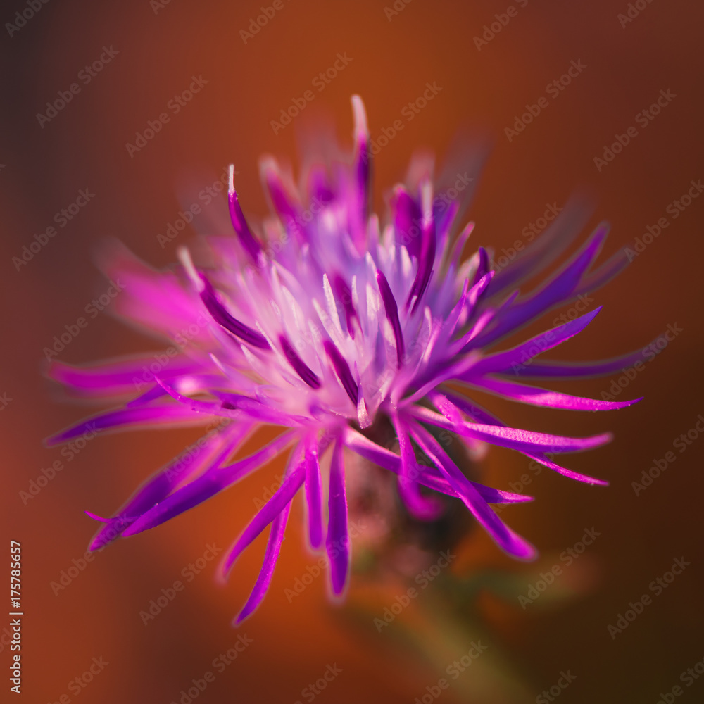 Purple Flower Thistle Purple Flower Thistle