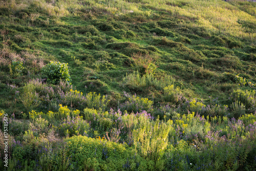 Wild Grass