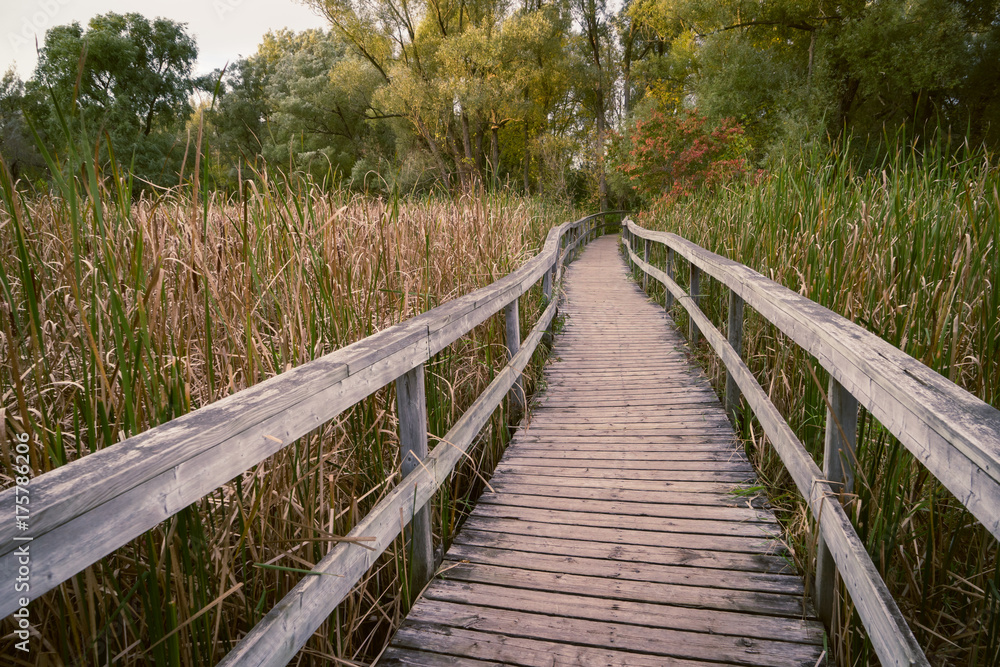 Wooden Path