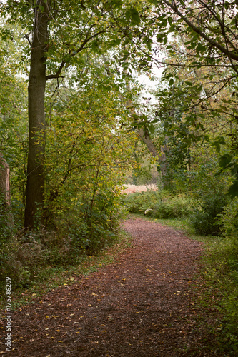 Forest Path
