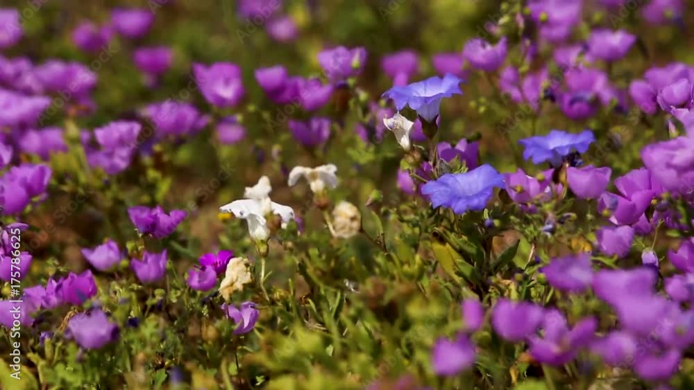 Flowers at the Atacama Desert, the driest desert in the world. Flowers at the Atacama Desert, the driest desert in the world.