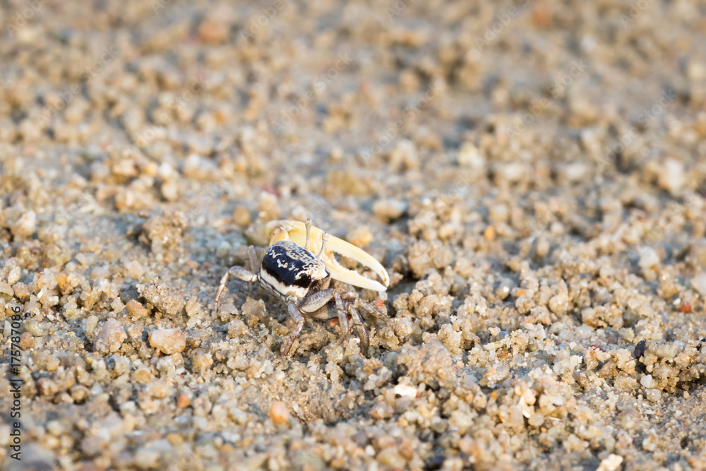 Fiddler Crab