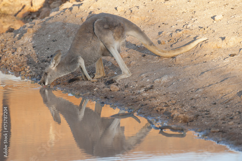 Sturt National Park, New South Wales, Australia, red kangaroo drinking at a waterhole photo