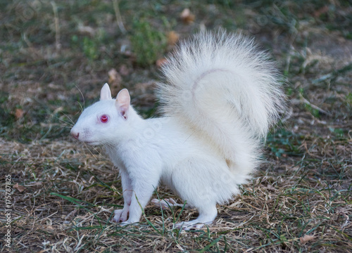 White Squarrel