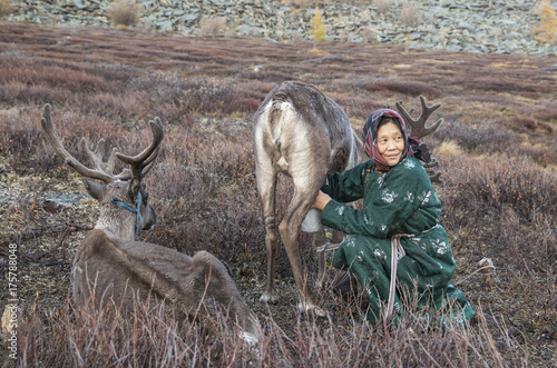 tsaatan woman milking a reindeer photo