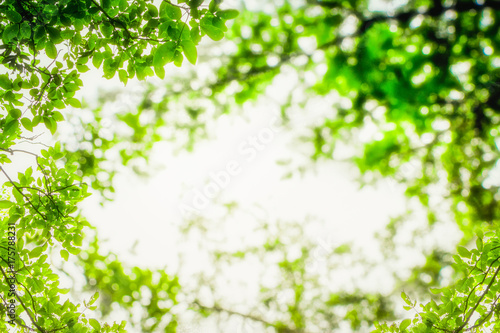 Tree, abstract natural backgrounds, View of green leaf in garden at summer under sunlight.