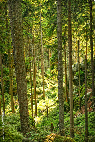 Sunlight pouring through forest trees in the woods