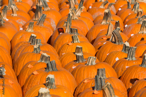 A large group of pumpkins ready for sale in a pumpkin patch.