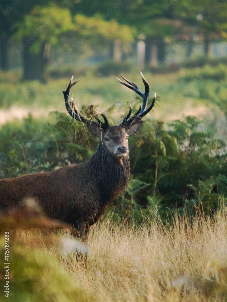 Fototapeta premium Male Stag Red Deer (Cervus elaphus)