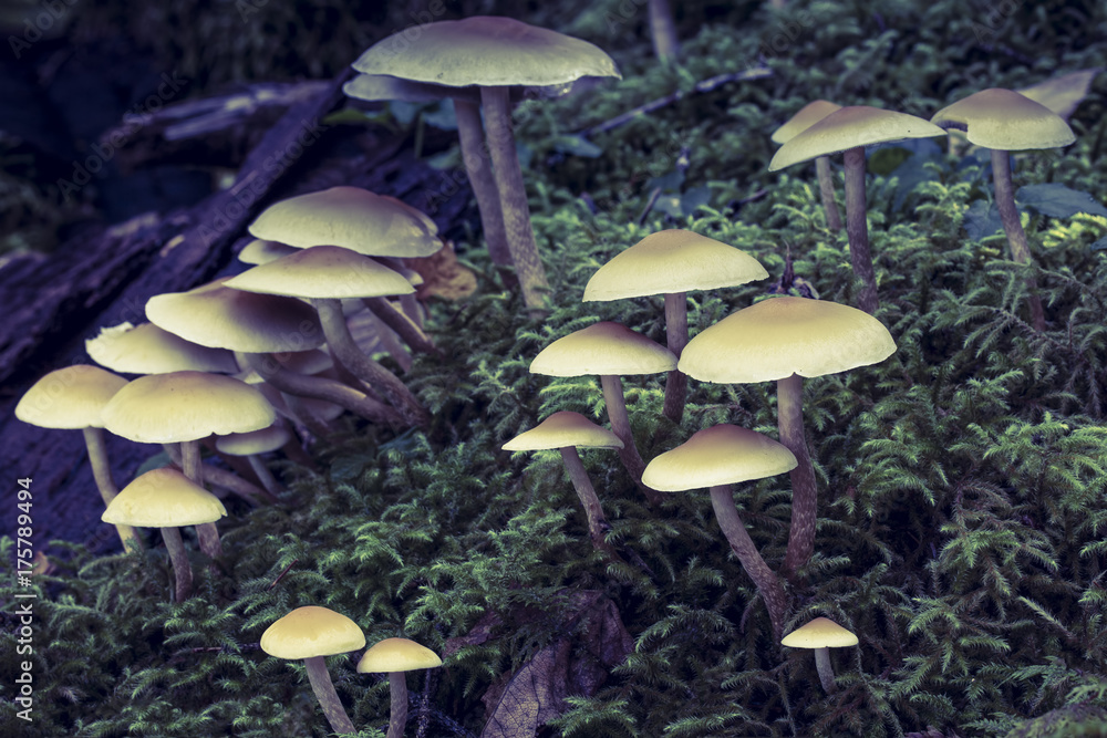 Fototapeta premium Many Mushrooms