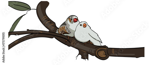 Two birds cuddling together sitting on a branch.