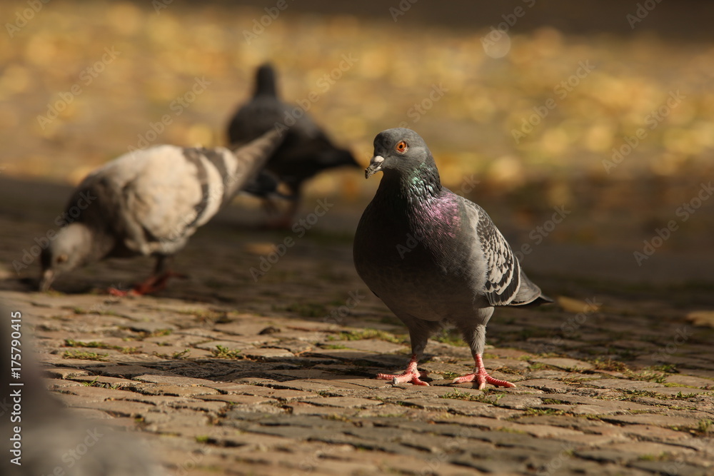 Obraz premium Pigeons Feeding On The Square