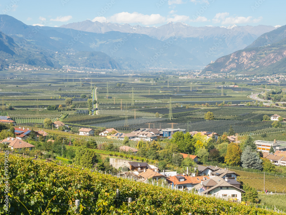 Landscape of the vineyards of the Trentino Alto Adige in Italy. The wine route