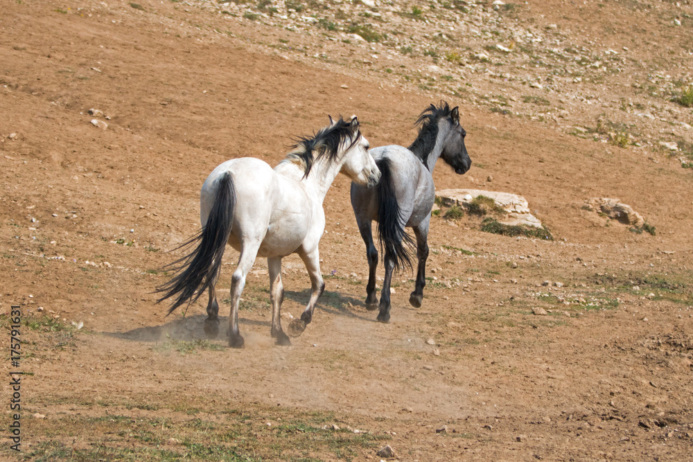 Pale Apricot Dun Buckskin stallion and Blue Roan mare wild horses