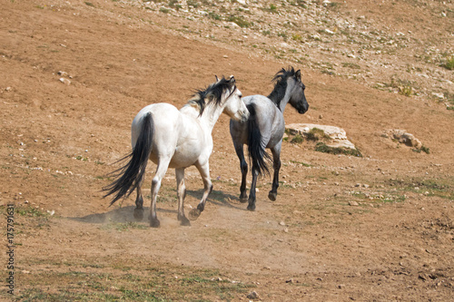 Pale Apricot Dun Buckskin stallion and Blue Roan mare wild horses running in the Pryor Mountains Wild Horse Range in Montana United States © htrnr