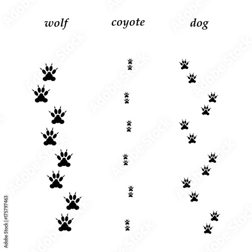 Comparison of wolf, coyote and dog trails. photo