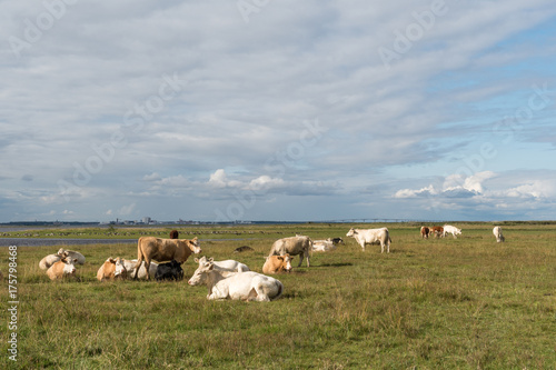 Peaceful view of resting cattle