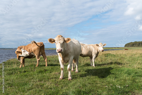 Cattle by seaside © olandsfokus