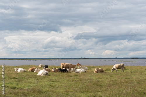 Herd of resting cattle by seaside