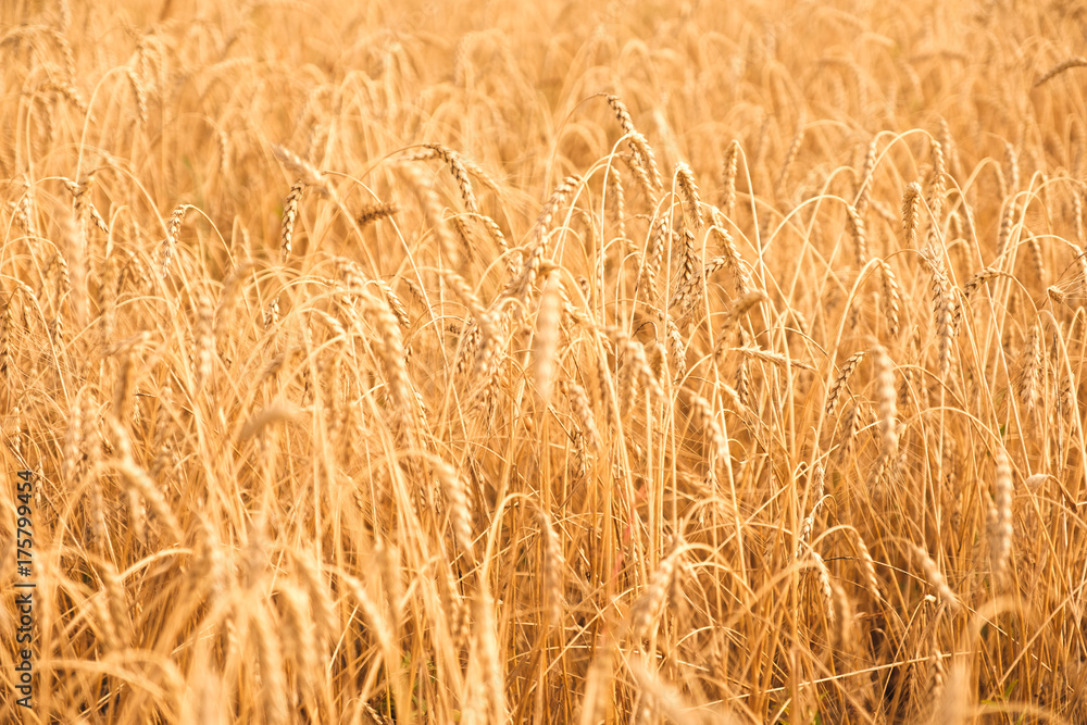 Golden clour cereals growing in the farmland Golden clour cereals growing in the farmland