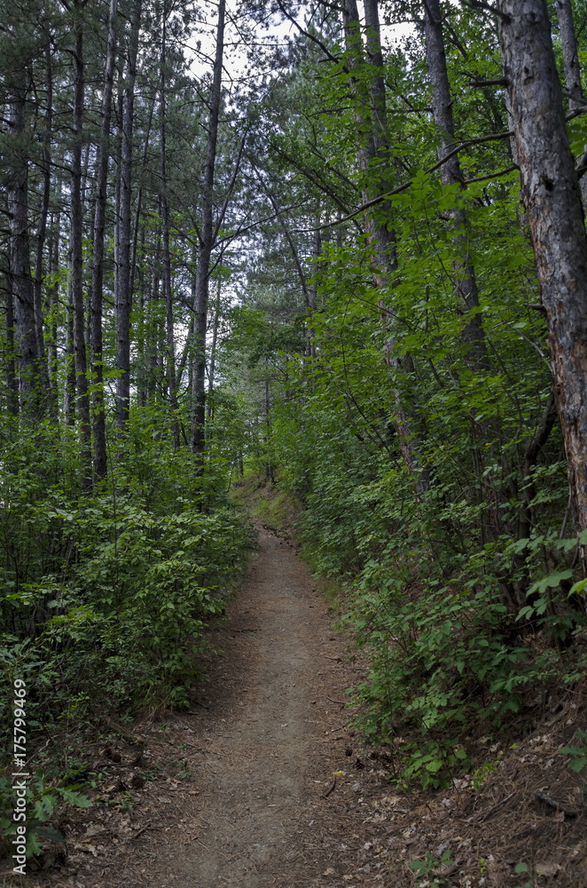 View of path through  lush green early autumn forest, lulin mountain, Pancharevo, Bulgaria  