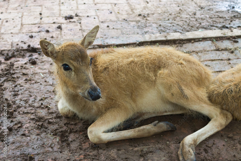 Fototapeta premium The fawn is on the ground