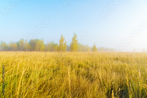 Autumn landscape with yellow grass in the field  birch and smoke