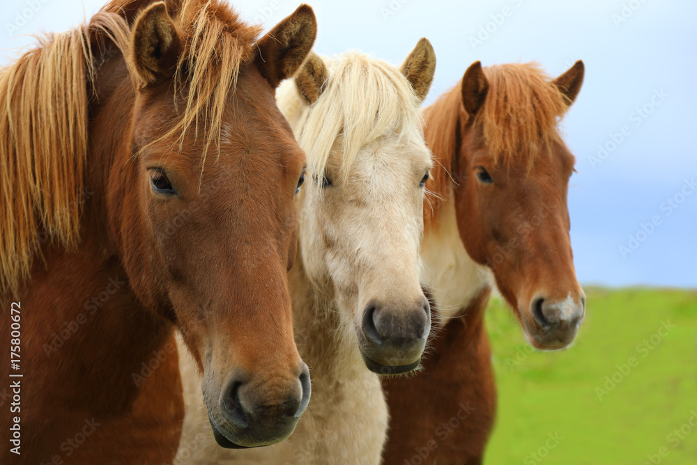 Portrait of beautiful Icelandic horses Portrait of beautiful Icelandic horses