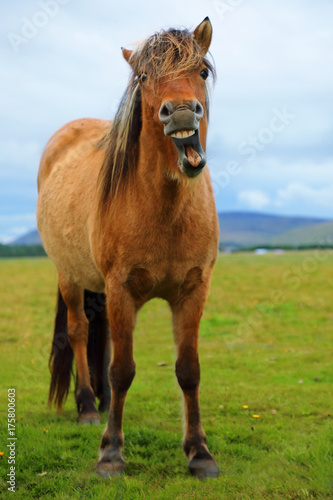 Quadro em tela Icelandic horse with a sense of humor