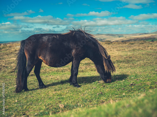 Wild pony on the moor © LoloStock
