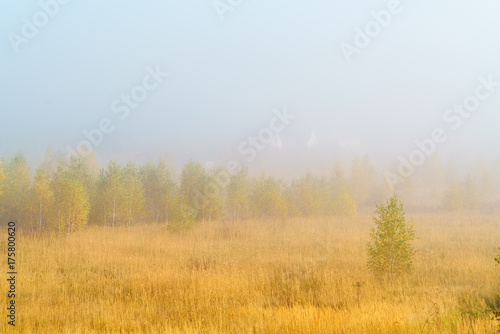 Autumn landscape with yellow grass in the field, birch and smoke