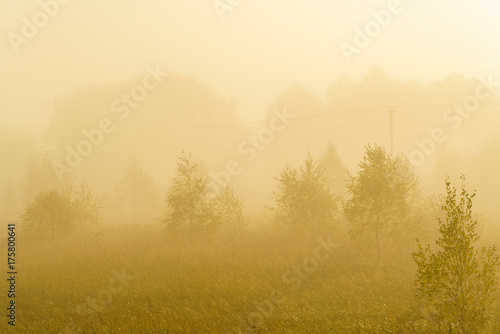 Autumn landscape with yellow grass in the field, birch and smoke