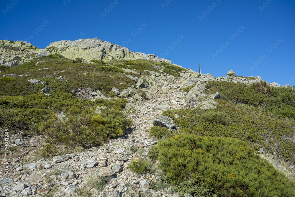 Alpine grasslands of Fescue (Festuca indigesta) and Padded brushwood (Cytisus oromediterraneus and Juniperus communis) in Guadarrama Mountains National Park, Spain Alpine grasslands of Fescue (Festuca indigesta) and Padded brushwood (Cytisus oromediterraneus and Juniperus communis) in Guadarrama Mountains National Park, Spain