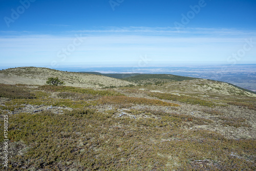 Alpine grasslands of Fescue (Festuca indigesta) and Padded brushwood (Juniperus communis) in Guadarrama Mountains National Park, Spain
