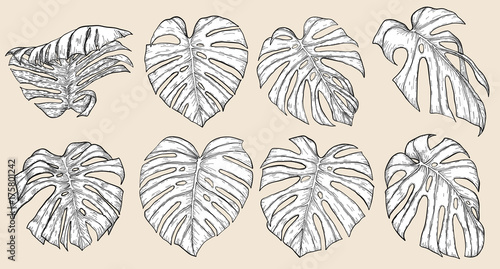 Monstera leaf sketch by hand drawing.Monstera vector set on white background.Vector leaves art highly detailed in line art style.Monstera is plant of tropical.Leaf for paint to pattern or wallpaper