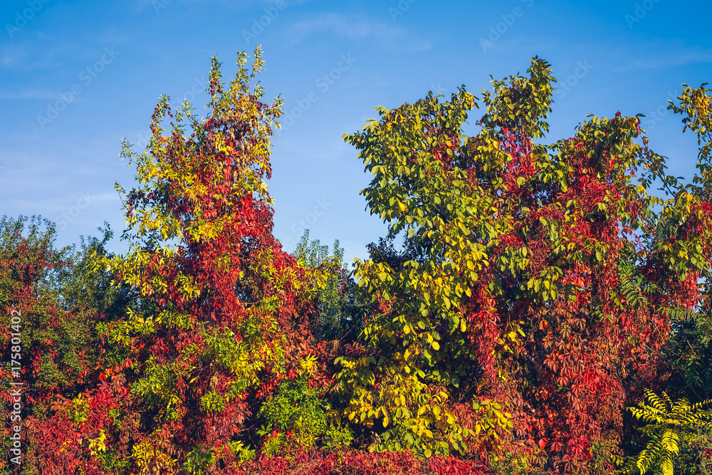 Naklejka premium Autumn colors