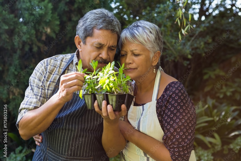 Obraz premium Senior couple smelling plants in garden