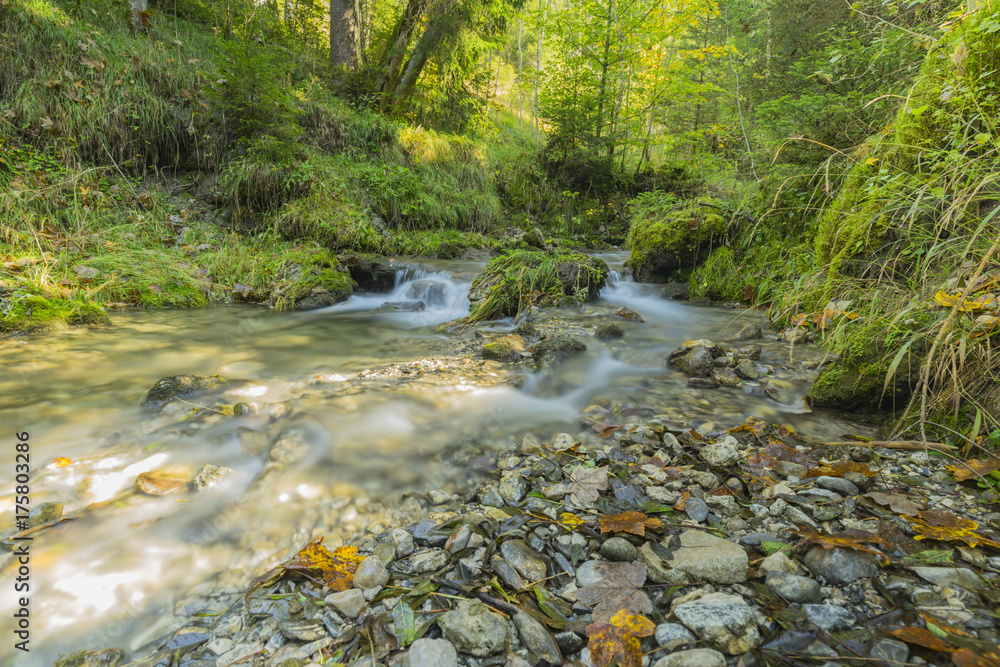 Obraz premium Tranquil Creek at Hinang Forest / Bavaria
