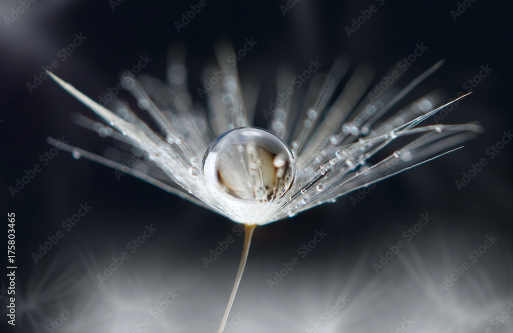 Transparent drop of water on a dandelion flower on a dark macro background. Bright expressive graceful delightful beautiful airy artistic image of nature. - obrazy, fototapety, plakaty 