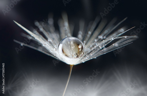 Transparent drop of water on a dandelion flower on a dark macro background. Bright expressive graceful delightful beautiful airy artistic image of nature.