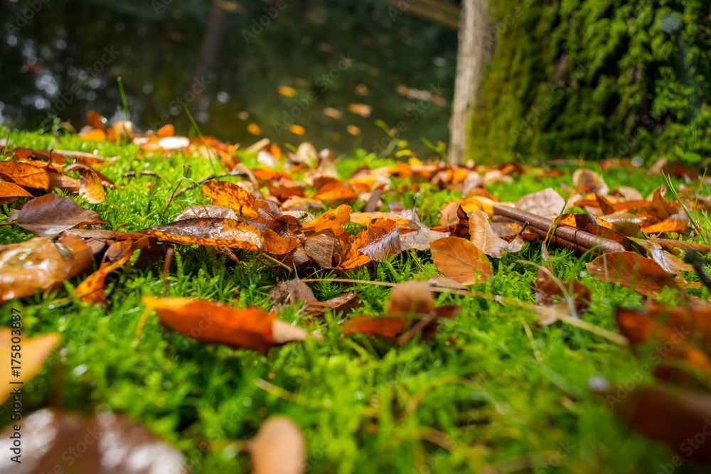 Carpet of leaves and moss on the forest floor Carpet of leaves and moss on the forest floor