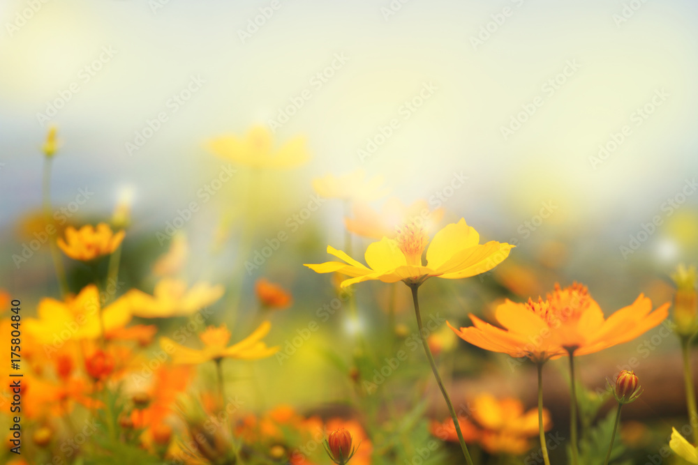 Obraz premium close up beautiful yellow flower and blue sky blur landscape natural outdoor background