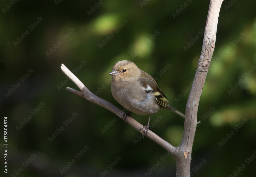 Common chaffinch (Fringilla coelebs). female. Common chaffinch (Fringilla coelebs). female.