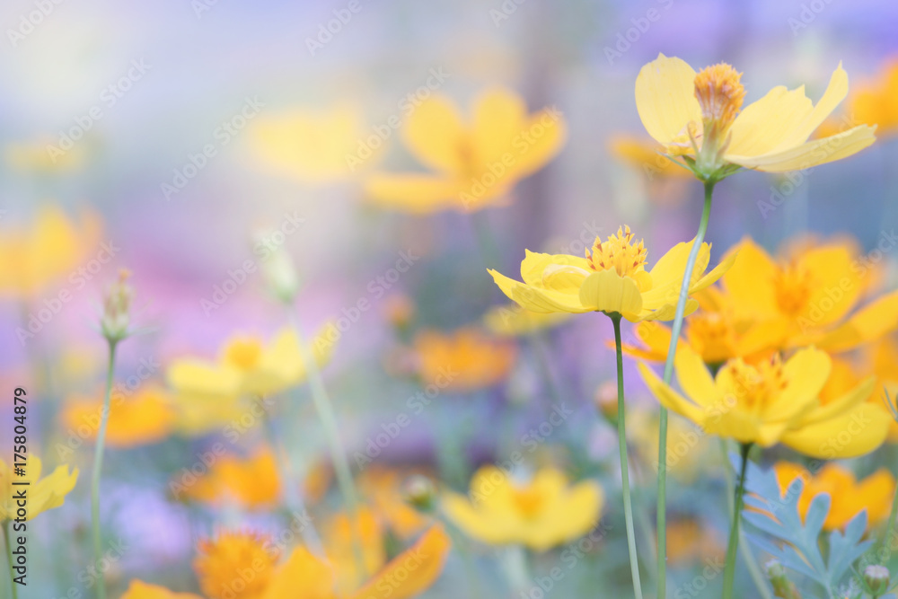 close up beautiful yellow flower and purple blue sky blur landscape natural outdoor background close up beautiful yellow flower and purple blue sky blur landscape natural outdoor background