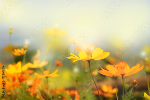 close up beautiful yellow flower and blue sky blur landscape natural outdoor background